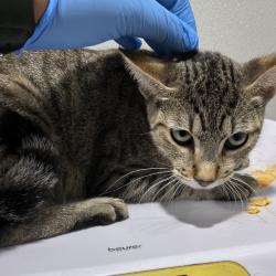 Shelter Stray Female Cat last seen , 3607 N Armenia Ave, Tampa, FL 33607, USA