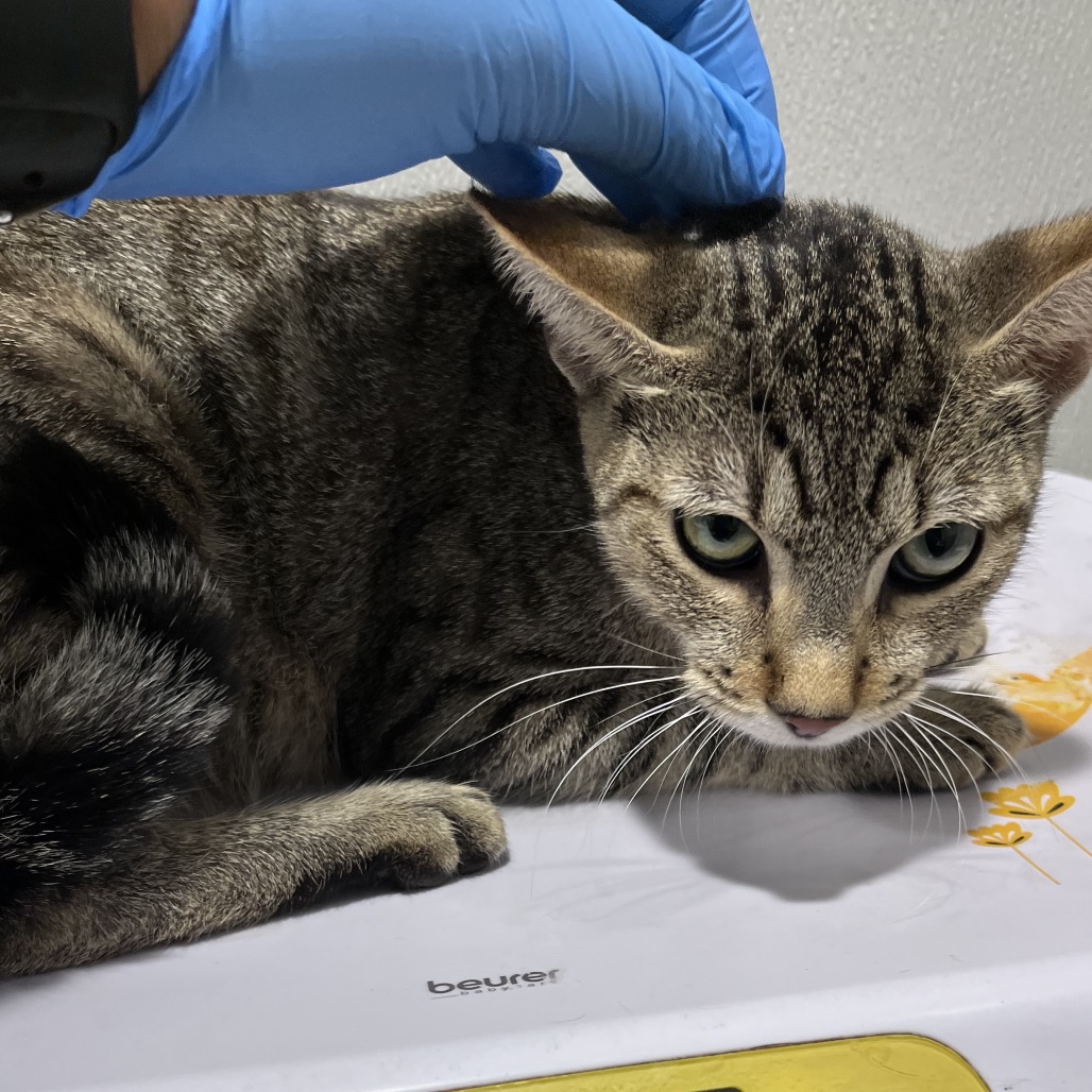 Shelter Stray Female Cat last seen , 3607 N Armenia Ave, Tampa, FL 33607, USA