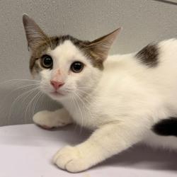 Shelter Stray Female Cat last seen , 3607 N Armenia Ave, Tampa, FL 33607, USA