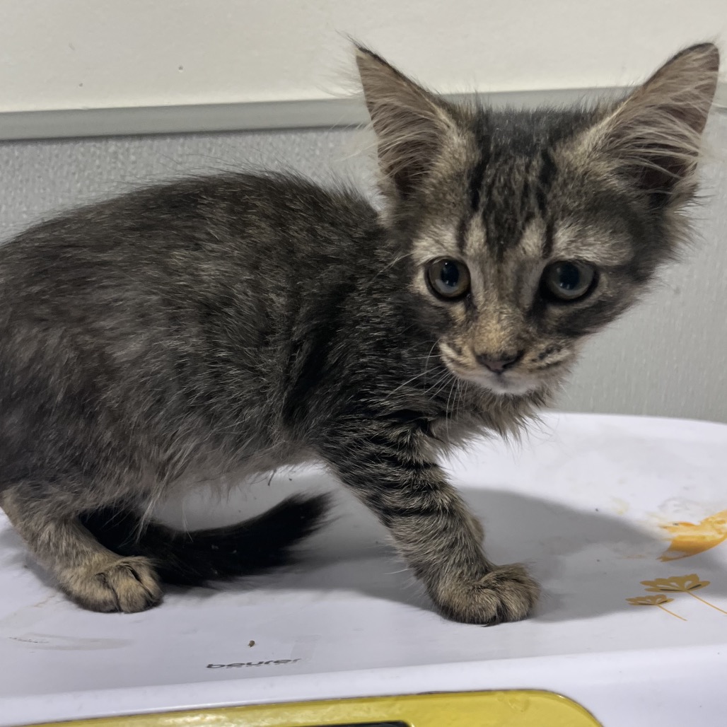 Shelter Stray Female Cat last seen , 3607 N Armenia Ave, Tampa, FL 33607, USA