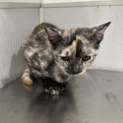 Shelter Stray Female Cat last seen , 3607 N Armenia Ave, Tampa, FL 33607, USA