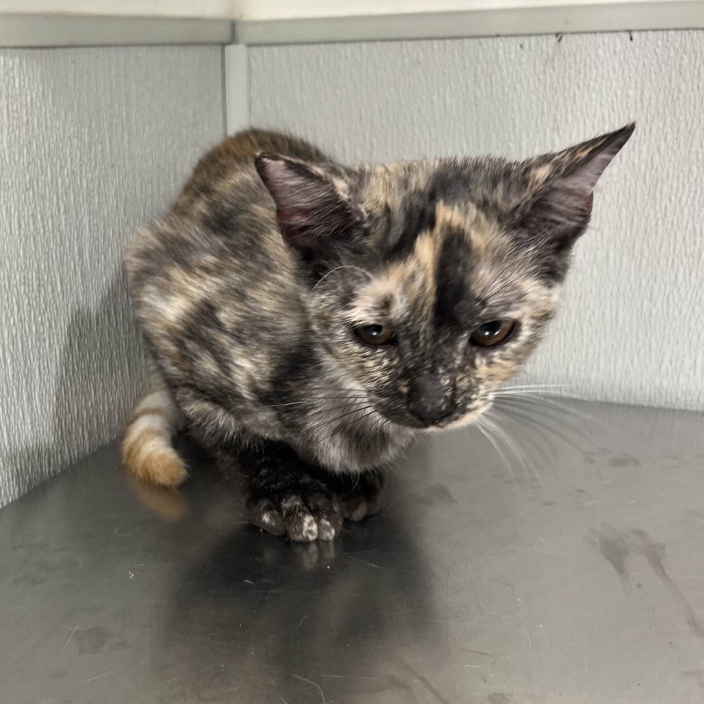 Shelter Stray Female Cat last seen , 3607 N Armenia Ave, Tampa, FL 33607, USA