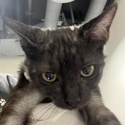 Shelter Stray Male Cat last seen , 3607 N Armenia Ave, Tampa, FL 33607, USA