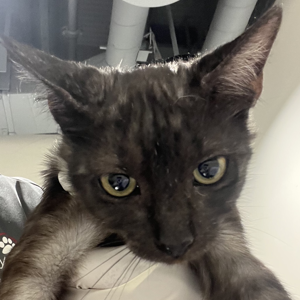 Shelter Stray Male Cat last seen , 3607 N Armenia Ave, Tampa, FL 33607, USA