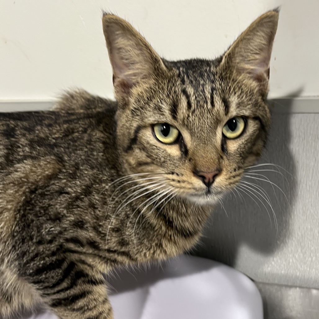 Shelter Stray Male Cat last seen , 3607 N Armenia Ave, Tampa, FL 33607, USA