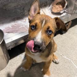 Shelter Stray Male Dog last seen , 3607 N Armenia Ave, Tampa, FL 33607, USA
