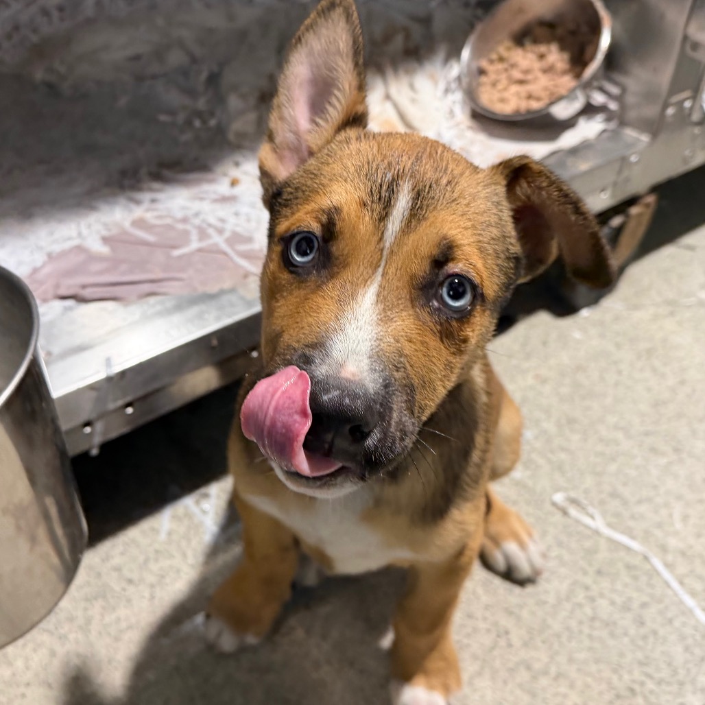 Shelter Stray Male Dog last seen , 3607 N Armenia Ave, Tampa, FL 33607, USA