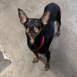 Shelter Stray Female Dog last seen , 3607 N Armenia Ave, Tampa, FL 33607, USA
