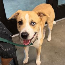 Shelter Stray Male Dog last seen , 3607 N Armenia Ave, Tampa, FL 33607, USA