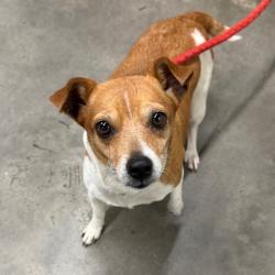 Shelter Stray Female Dog last seen , 3607 N Armenia Ave, Tampa, FL 33607, USA