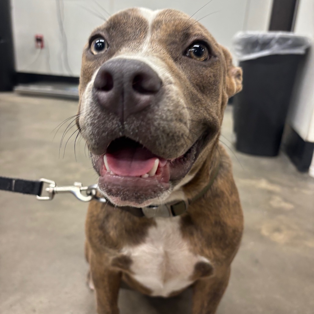Shelter Stray Female Dog last seen , 3607 N Armenia Ave, Tampa, FL 33607, USA