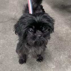 Shelter Stray Female Dog last seen , 3607 N Armenia Ave, Tampa, FL 33607, USA