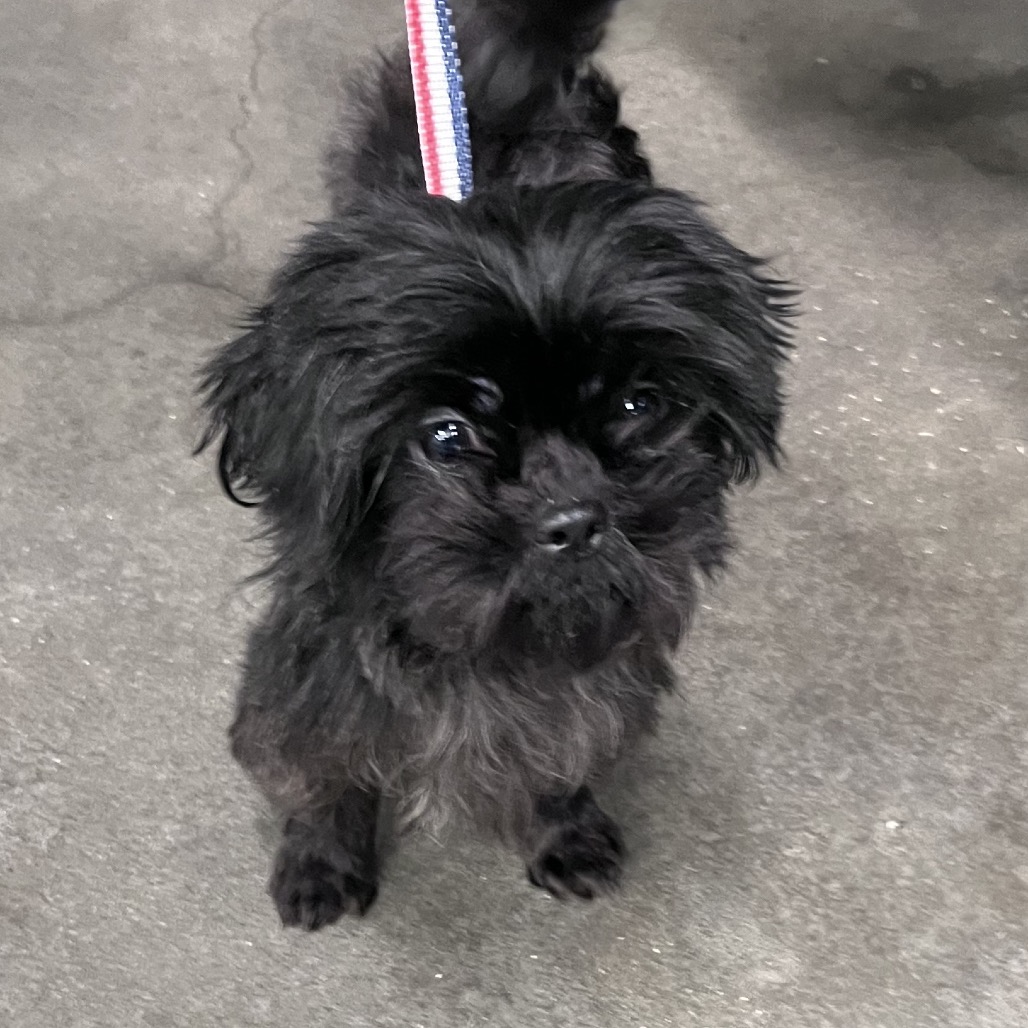 Shelter Stray Female Dog last seen , 3607 N Armenia Ave, Tampa, FL 33607, USA