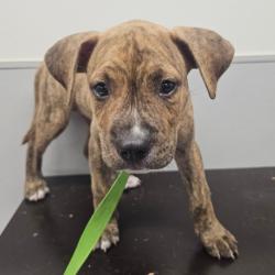 Shelter Stray Male Dog last seen , 3607 N Armenia Ave, Tampa, FL 33607, USA