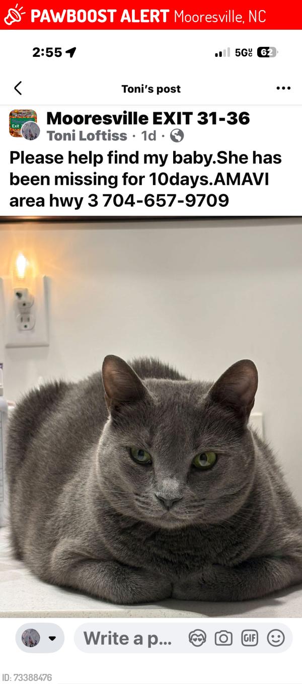 Lost Female Cat last seen Highway 3. Amavi Homes, Mooresville, NC 28115