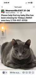 Lost Female Cat last seen Highway 3. Amavi Homes, Mooresville, NC 28115