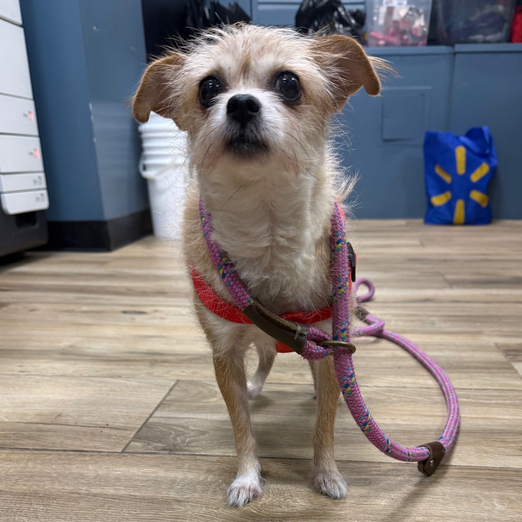 Shelter Stray Unknown Dog last seen , 124 Evergreen Ave, Newark, NJ 07114, USA