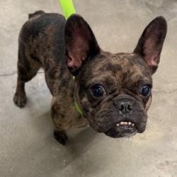 Shelter Stray Female Dog last seen , 3607 N Armenia Ave, Tampa, FL 33607, USA