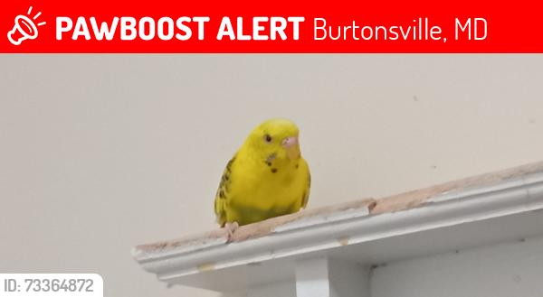 Lost Unknown Bird last seen Wexhall Rd and Buck Hill Ct, Burtonsville, MD 20866