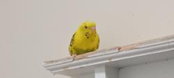 Lost Unknown Bird last seen Wexhall Rd and Buck Hill Ct, Burtonsville, MD 20866