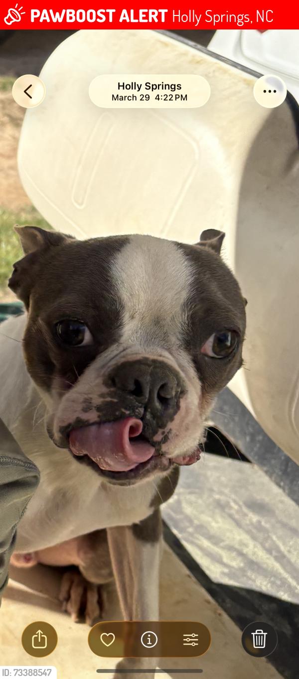 Lost Male Dog last seen Near ball rd, Holly Springs, NC 27540