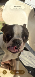 Lost Male Dog last seen Near ball rd, Holly Springs, NC 27540