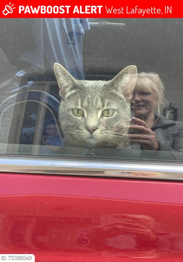 Lost Male Cat last seen Robinson and Salsbury, West Lafayette, IN 47906