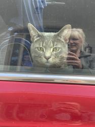 Lost Male Cat last seen Robinson and Salsbury, West Lafayette, IN 47906