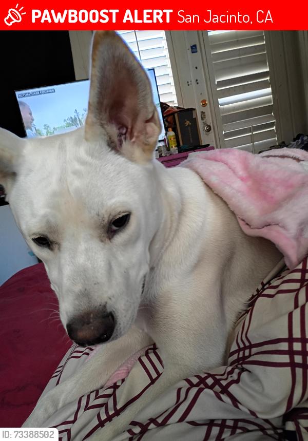 Lost Male Dog last seen Conrad place San Jacinto, San Jacinto, CA 92583