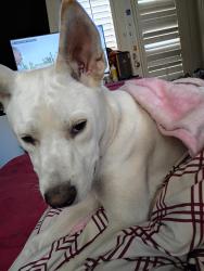 Lost Male Dog last seen Conrad place San Jacinto, San Jacinto, CA 92583