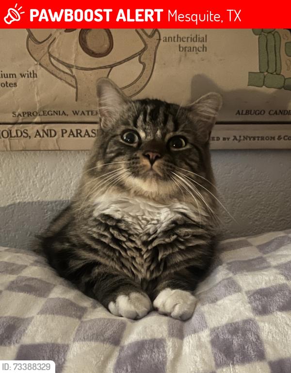 Lost Male Cat last seen Branch, hollow, poteet, Mesquite, TX 75150