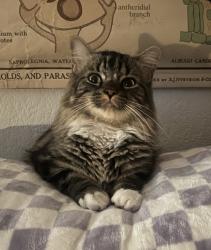 Lost Male Cat last seen Branch, hollow, poteet, Mesquite, TX 75150