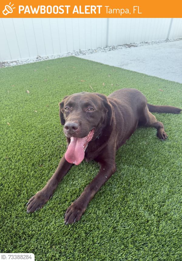 Found/Stray Female Dog last seen Waters and Henderson, Tampa, FL 33634