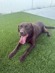 Found/Stray Female Dog last seen Waters and Henderson, Tampa, FL 33634