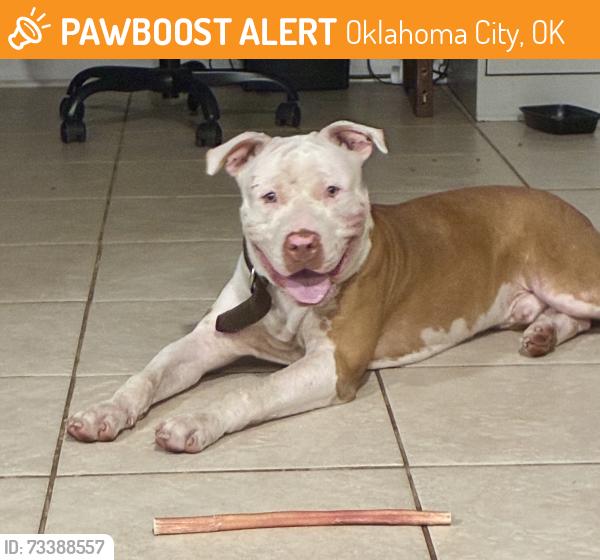 Found/Stray Male Dog last seen 105th st & Hasley, Oklahoma City, OK 73114