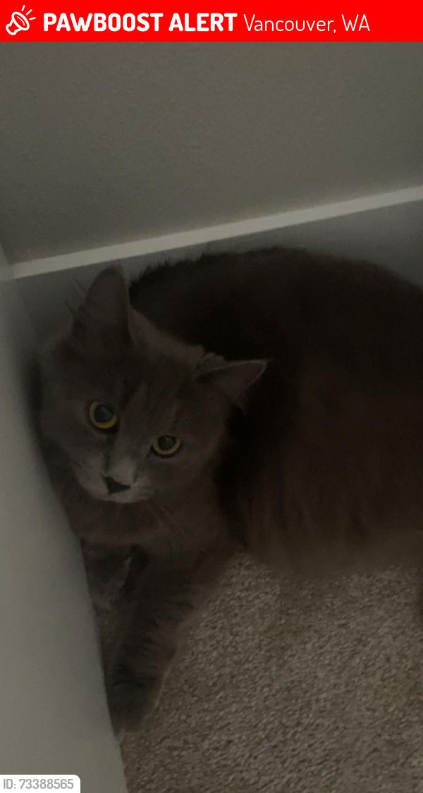 Lost Female Cat last seen Near NE 102nd way, Vancouver, WA 98682
