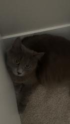 Lost Female Cat last seen Near NE 102nd way, Vancouver, WA 98682