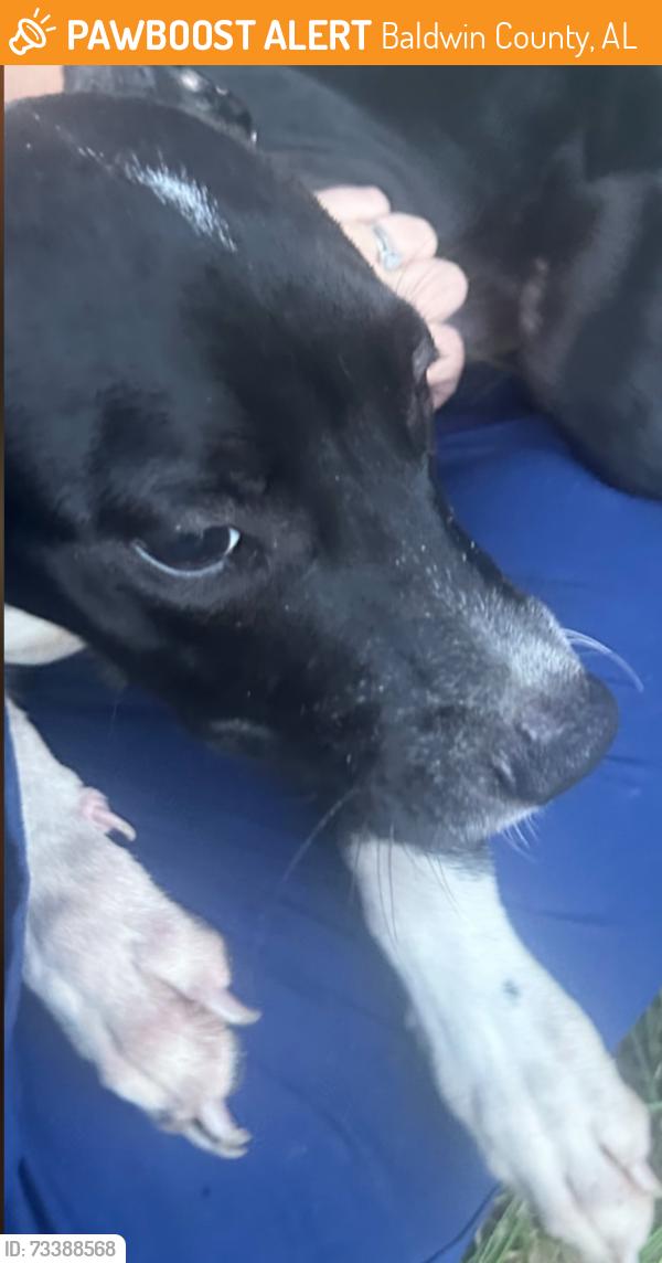 Found/Stray Male Dog last seen Woodpecker road, Baldwin County, AL 36576