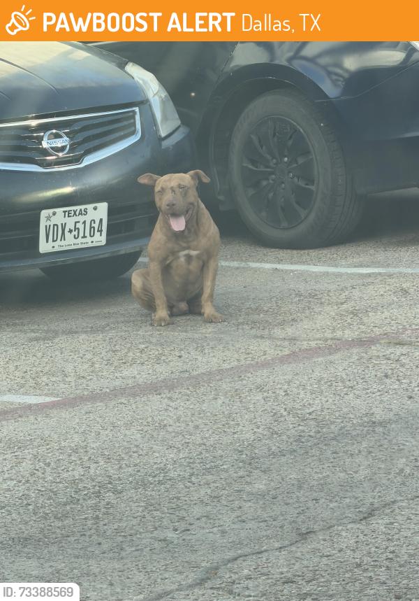 Found/Stray Male Dog last seen Hudspeth and Lancaster, Dallas, TX 75216