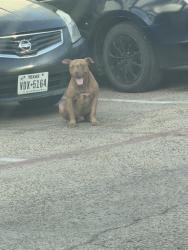 Found/Stray Male Dog last seen Hudspeth and Lancaster, Dallas, TX 75216