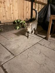 Found/Stray Unknown Cat last seen Wrightwood and Magnolia, Chicago, IL 60614