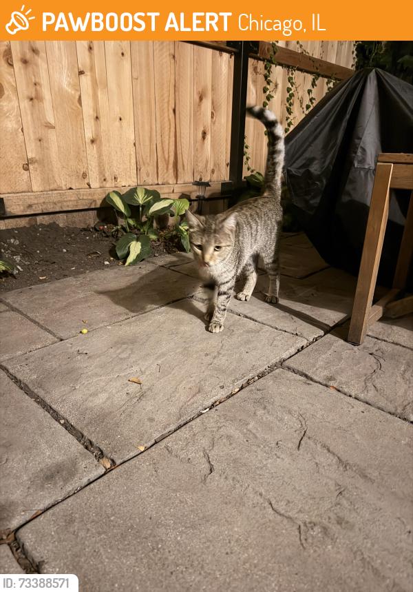 Found/Stray Unknown Cat last seen Wrightwood and Magnolia, Chicago, IL 60614