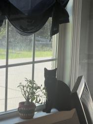 Lost Female Cat last seen Hwy 88 and Windsor Spring Rd, Hephzibah, GA 30815