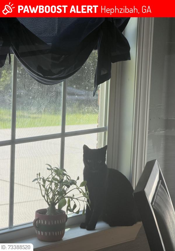 Lost Female Cat last seen Hwy 88 and Windsor Spring Rd, Hephzibah, GA 30815