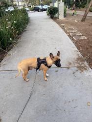 Reunited Female Dog last seen 8th and cedar, San Diego, CA 92101
