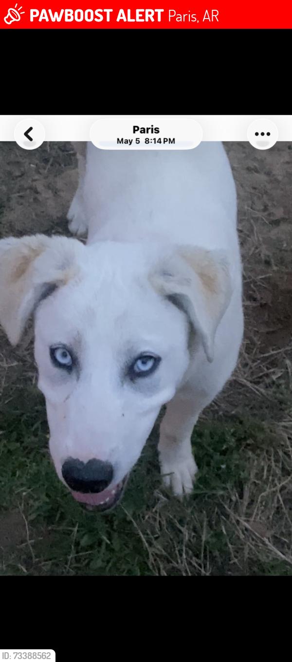 Lost Male Dog last seen Mitche’s Tavern, Cowie’s Winery, Paris, AR 72855