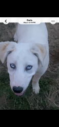 Lost Male Dog last seen Mitche’s Tavern, Cowie’s Winery, Paris, AR 72855