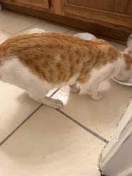 Found/Stray Male Cat last seen Oakbrook and Stonebrook, Frisco, TX 75034