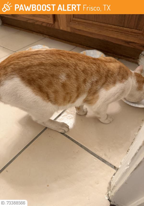 Found/Stray Male Cat last seen Oakbrook and Stonebrook, Frisco, TX 75034