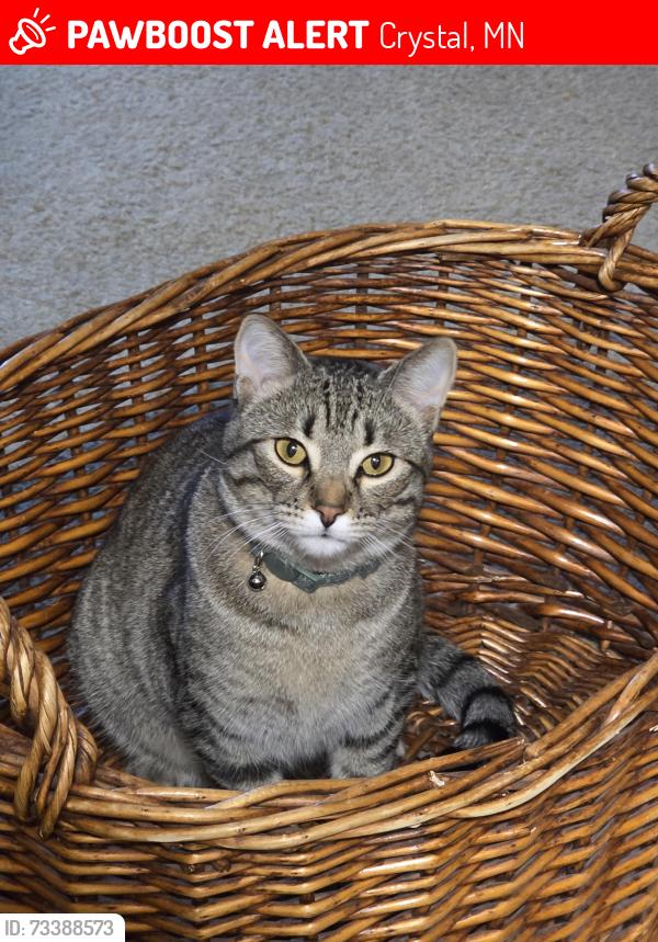 Lost Female Cat last seen 52nd and Idaho crystal MN 55428, Crystal, MN 55428